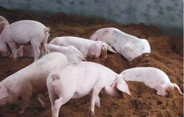 秋冬養(yǎng)豬 秋冬養(yǎng)豬