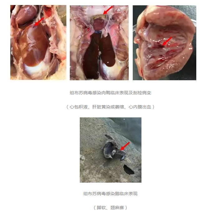 黃病毒剖檢癥狀 黃病毒剖檢癥狀
