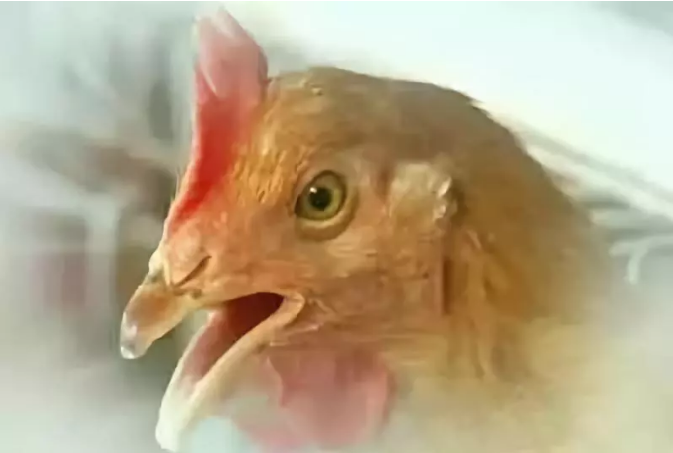 呼吸道病 呼吸道病