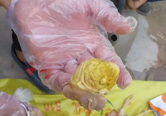 腺胃出血 腺胃出血