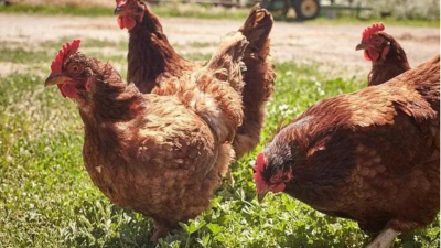 產(chǎn)蛋雞產(chǎn)后期管理 產(chǎn)蛋雞產(chǎn)后期管理