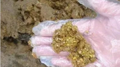 腺胃炎雞雛原因 腺胃炎雞雛原因