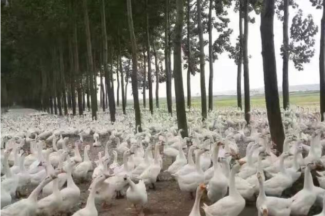 種鴨飼養(yǎng)管理 種鴨飼養(yǎng)管理