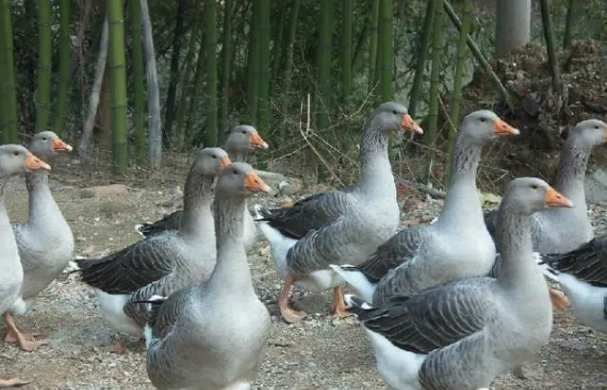 鴨的防疫措施 鴨的防疫措施