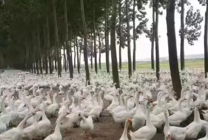 鵝夏天熱應(yīng)激 鵝夏天熱應(yīng)激