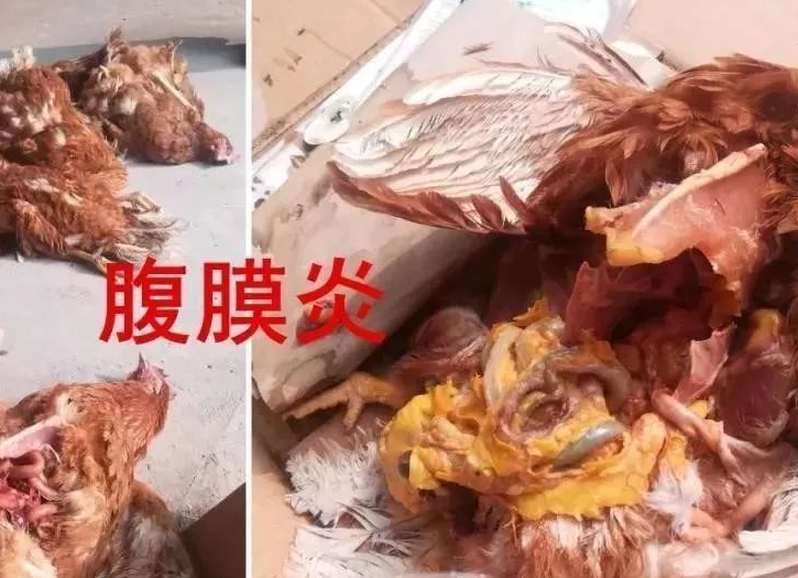 卵黃性腹膜炎 卵黃性腹膜炎