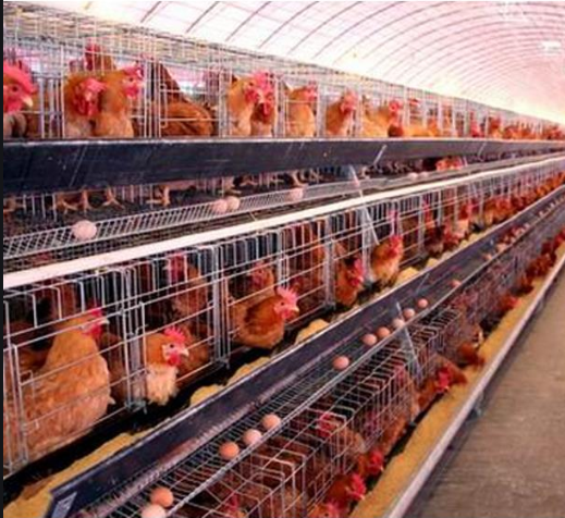 蛋雞產(chǎn)蛋 蛋雞產(chǎn)蛋