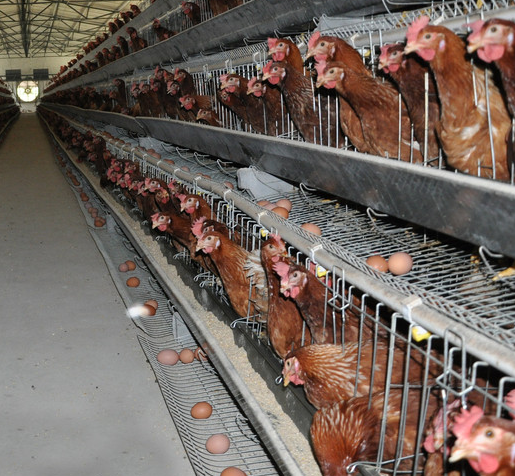 蛋雞提高產(chǎn)蛋量的方法 蛋雞提高產(chǎn)蛋量的方法