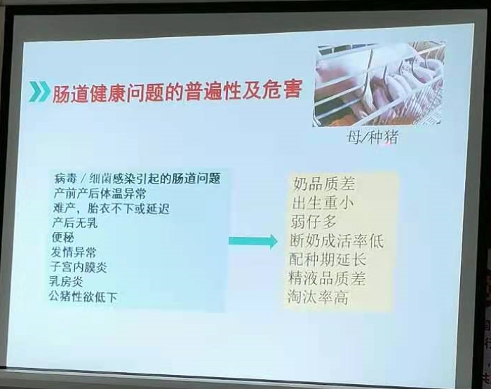 腸道健康影響的危害 腸道健康影響的危害